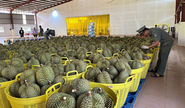Durian export to China begins, more in the pipeline